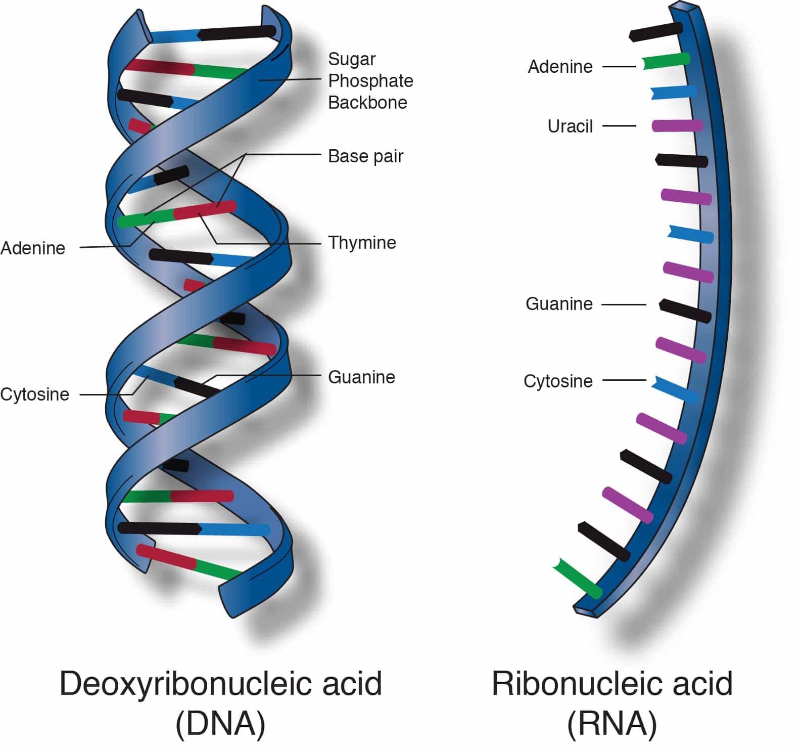 nucleic acids dna & rna