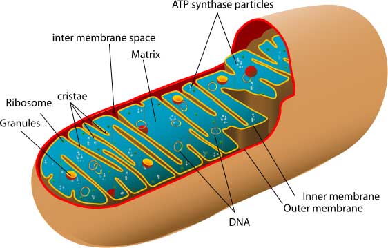 isolation of mitochondria by differential centrifugation lab report